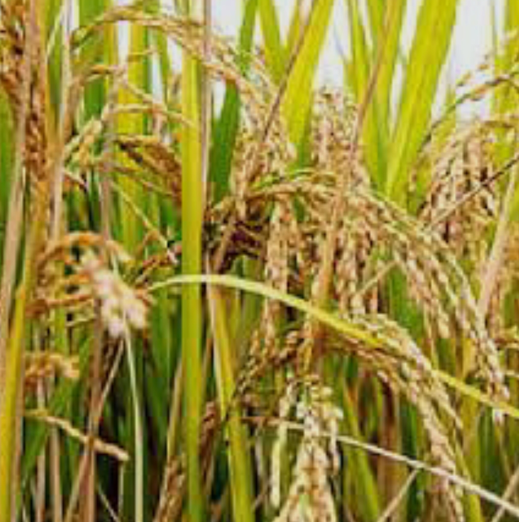 Screenshot_2025-10-24-09-57-07-98_680d03679600f7af0b4c700c6b270fe7