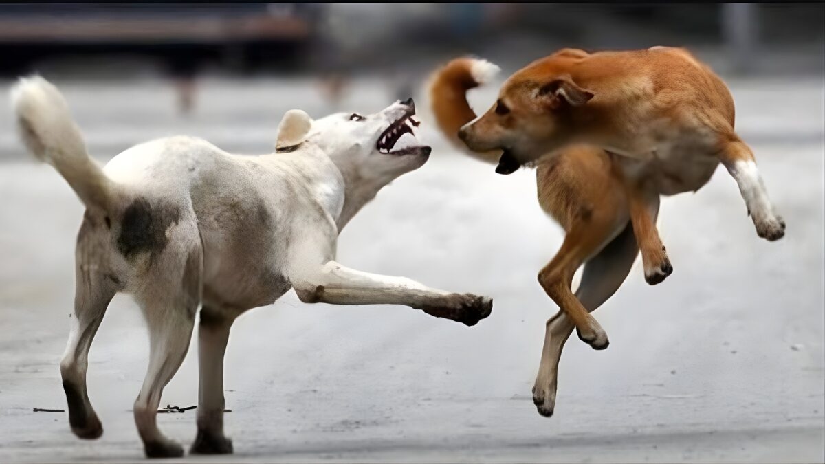 गोरखपुर में अब आवारा कुत्तों का अपना आशियाना