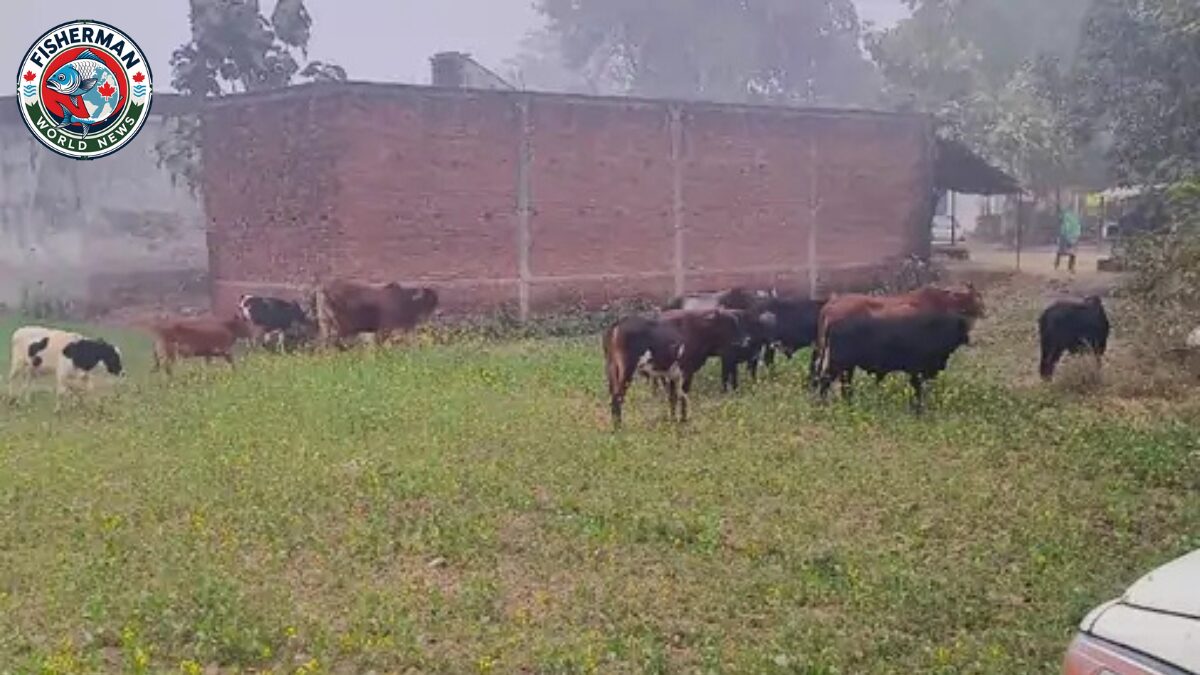 आवारा पशुओं का आतंक