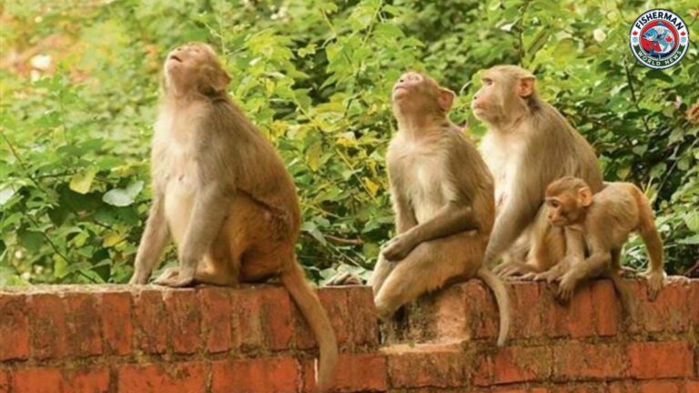 जंगली बंदर ने