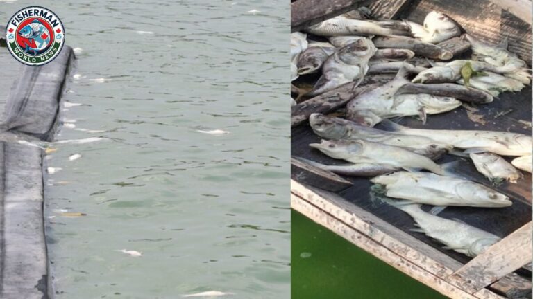 गोरखपुर के रामगढ़ताल में