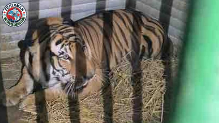 बहराइच से रेस्क्यू नर बाघ गोरखपुर चिड़ियाघर पहुंचा