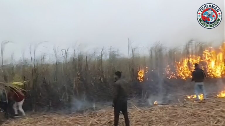 कुशीनगर में पराली की चिंगारी