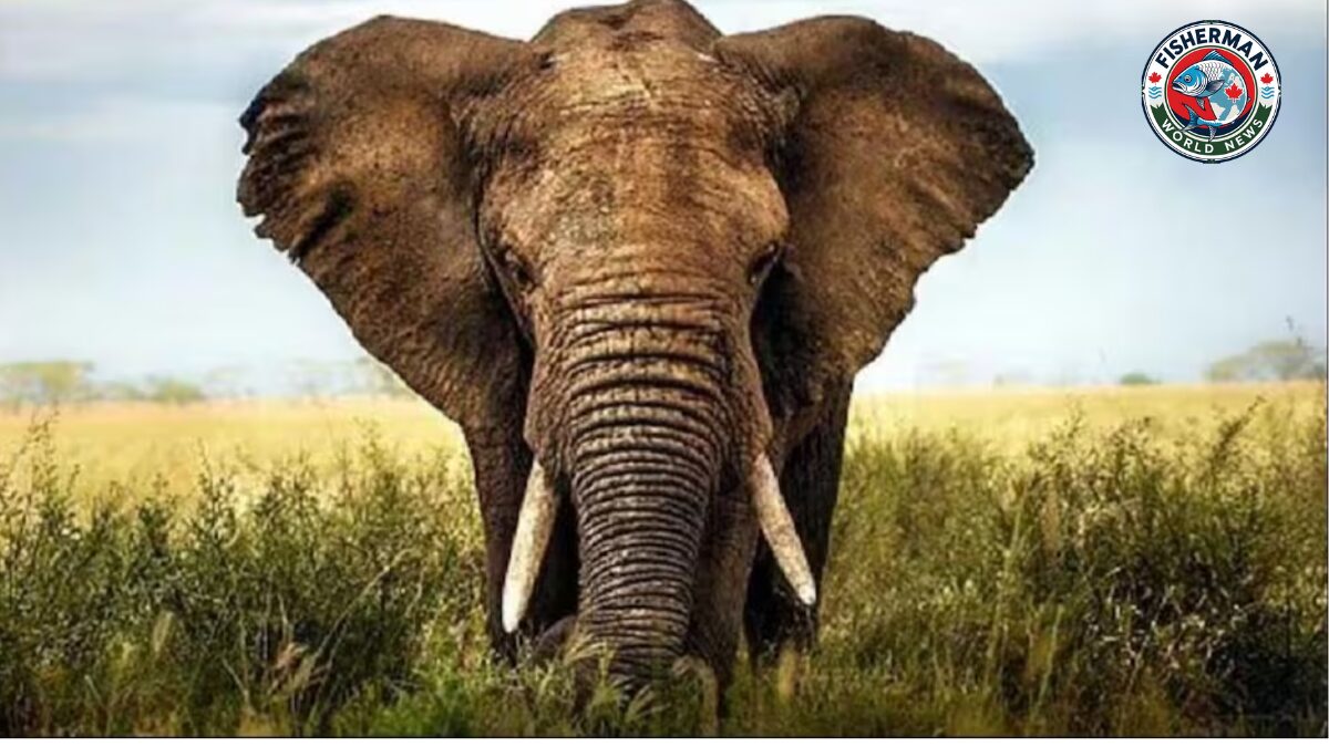 बहराइच में हाथियों का कहर