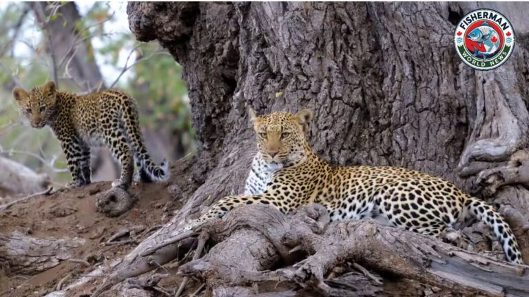 यूपी में तेंदुओं का कहर