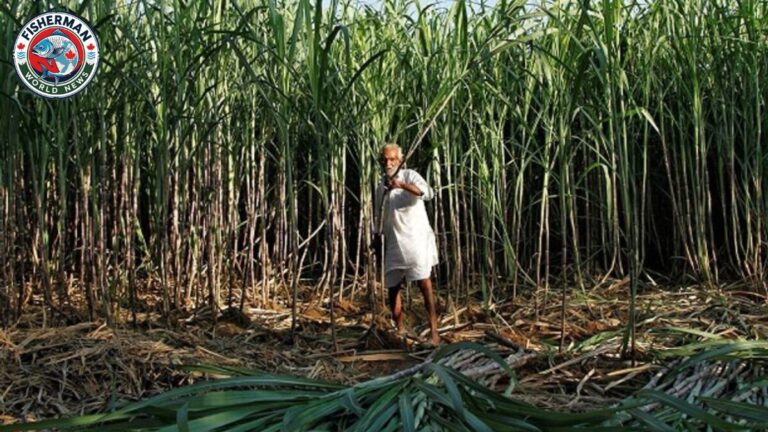 किसानों की आय