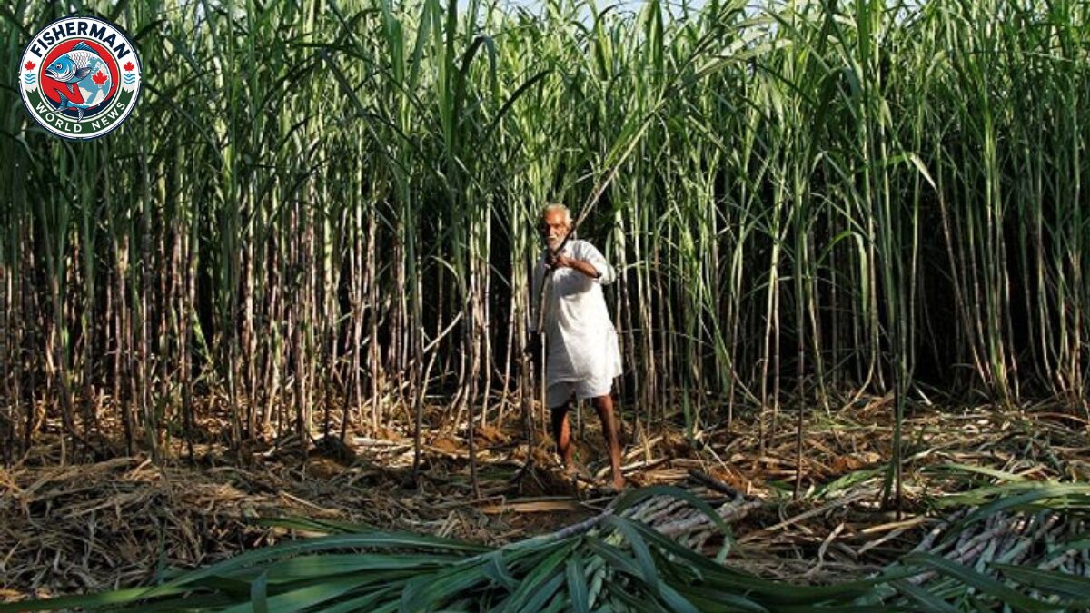 किसानों की आय