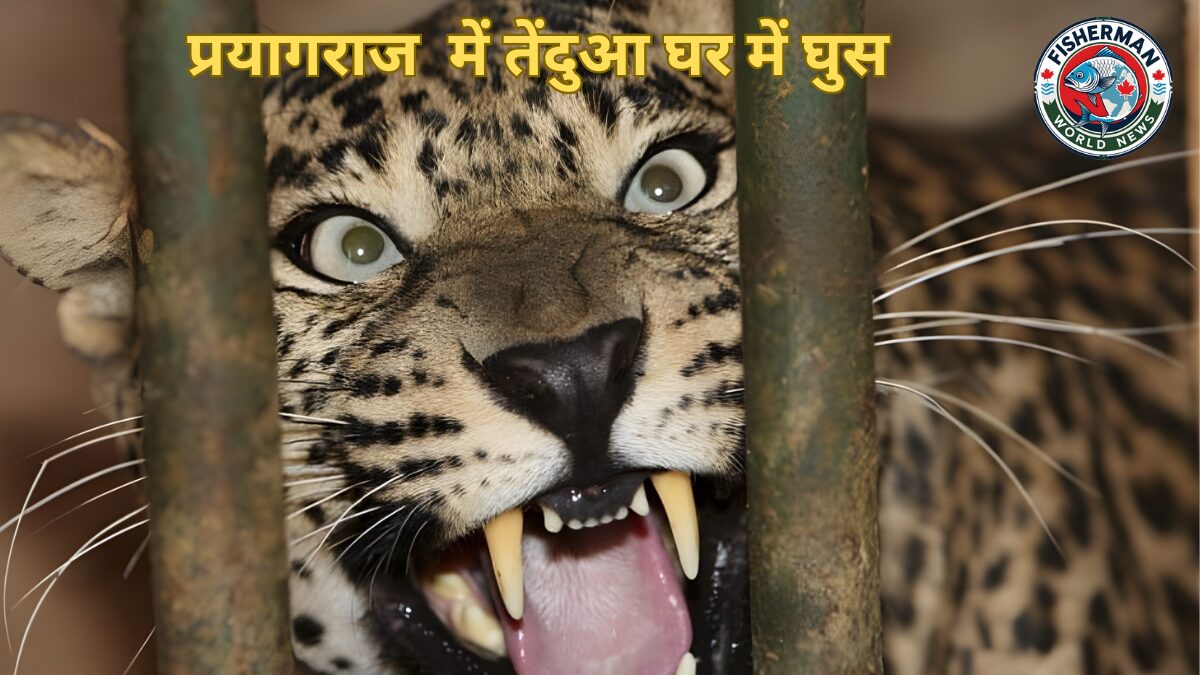 प्रयागराज में तेंदुए का आतंक