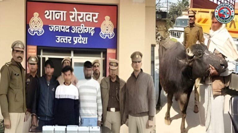 भैंस चोर गैंग