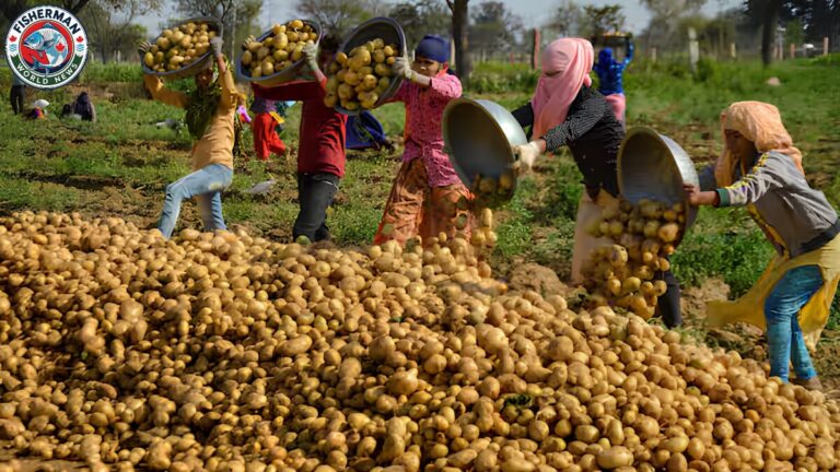 उत्तर प्रदेश के आलू किसान बंपर उत्पादन