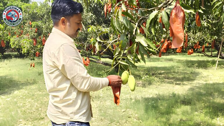 आम की फसल बचाने