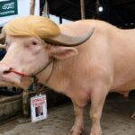 बांग्लादेश में ‘Donald Trump’